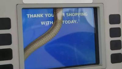 Image for story: Snake slithering inside touch screen at gas pump in Kansas