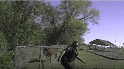 Image for story: Bad Bessie: Texas cow runs amok, charges at Temple police officer