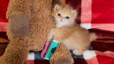 Image for story: Rescue kitten Tater Tot becomes internet superstar while on road to recovery