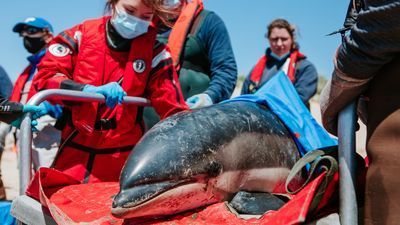 Image for story: VIDEO: 7 stranded dolphins rescued by experts, trained volunteers