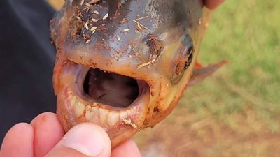 Image for story: 11-year-old reels in exotic Pacu with human-like teeth from neighborhood pond