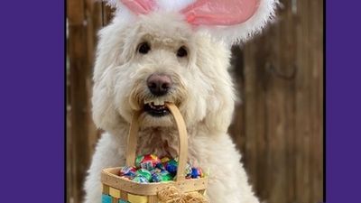 Image for story: Ohio therapy dog named this year's Cadbury Bunny