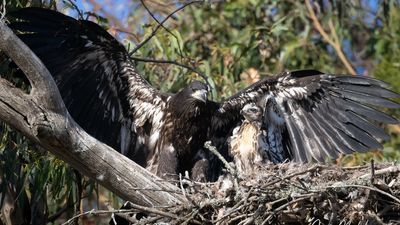 Image for story: Bald eagles adopt baby hawk in California nest