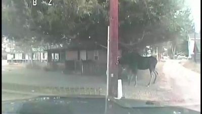 Image for story: Wyoming deputies subdue bull moose to free it from hammock