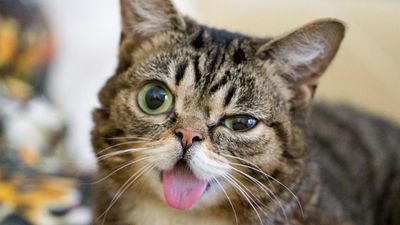 Image for story: Lil Bub the internet celebrity cat dies at 8 years old