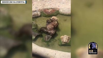 Image for story:  Hot bear summer: Grizzly lounges in stream at Denver Zoo