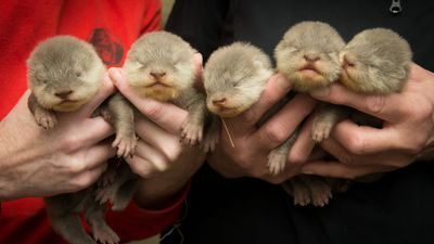 Image for story: Columbus Zoo announces birth of seven animals