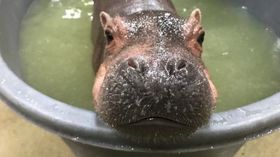 Image for story: Zoo celebrates Fiona's half birthday with music video