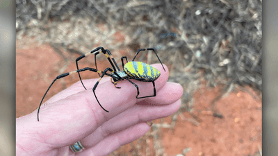 Image for story: Fact-checking truths behind the viral invasive Joro Spider