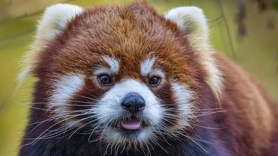 Image for story: Zoo Boise welcomes rare Styan's Red Pandas as part of conservation effort