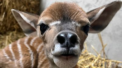 Image for story: Zoo staff step in after lesser kudu calf's mom shows little interest in care