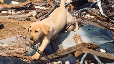 Image for story: Puppies transformed to be K9 heroes in Oklahoma 