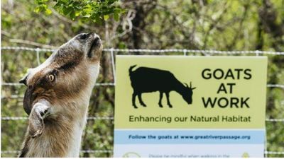 Image for story: Goats at work: Savannah turns to more natural clearing method