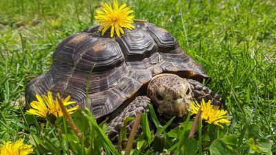 Image for story: 53-year-old tortoise needs new home after owner dies of COVID-19