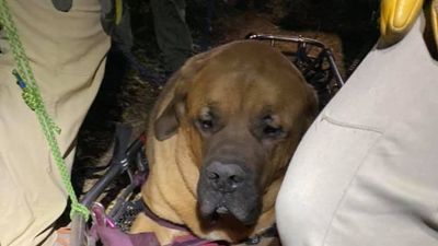 Image for story: Search and rescue carries 190 pound 'good boy' Floyd out of Utah canyon 