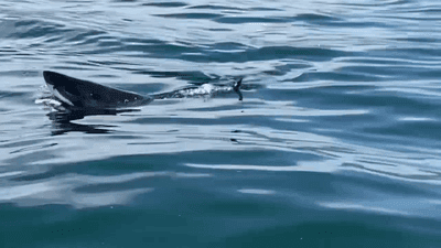 Image for story: WATCH: Central coast biologist encounters great white shark feasting on sea lion