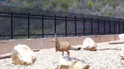 Image for story: Video shows deer, moose and even pumas using Utah's animal overpass  