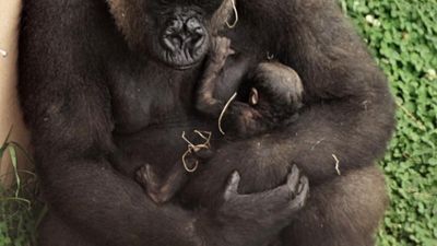 Image for story: Little Rock Zoo asks public to name baby gorilla