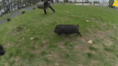 Image for story: Police catch pig with garbage can after 45 minute pursuit