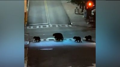 Image for story: Viewer video: Bear family strolls through North Carolina city