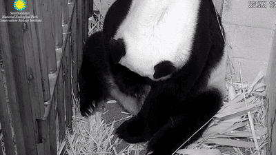 Image for story: Giant panda Mei Xiang gives birth to a cub, National Zoo says