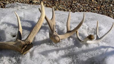 Image for story: Utah resident wins $10K after finding mule deer shed antler in treasure hunt