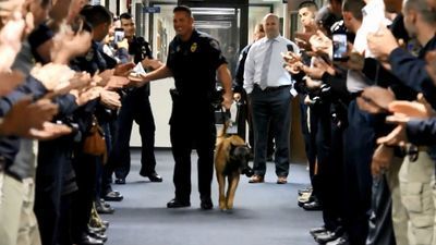 Image for story: Bakersfield police K-9 Bronx is retiring