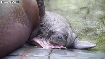 Image for story: Baby walrus born at SeaWorld Orlando