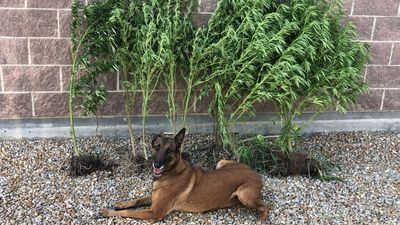 Image for story: Police hunt for stray pig turns into discovery of marijuana plants