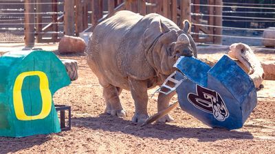 Image for story: 'Chutti the Cutie,' rhino Phoenix Zoo, picks Liberty Flames as losers in Monday's Fiesta Bowl