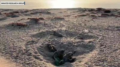 Image for story: WATCH: Loggerhead sea turtles hatching in Florida