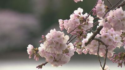 Image for story: Cherry blossoms reach peak bloom, National Park Service announces