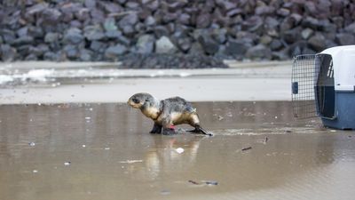 Image for story: Fur seal pup found entangled in plastic string released back into the wild