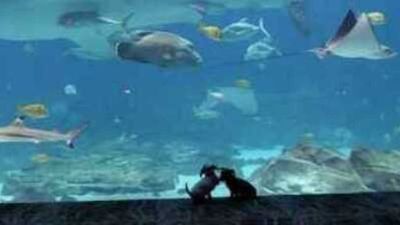 Image for story: Puppies from Atlanta Humane Society visit Georgia Aquarium during coronavirus closure