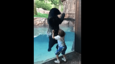 Image for story: WATCH: Nashville boy jumps with bear at Nashville Zoo