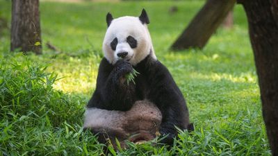 Image for story: National Zoo giant panda Mei Xiang is not pregnant after all