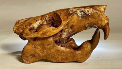 Image for story: Recently discovered Texas beaver fossil named after Buc-ee's mascot