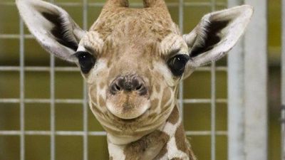 Image for story: Weeks-old giraffe calf's name inspired by a long-time volunteer