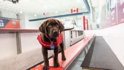 Image for story: Hockey pup! Chocolate lab Biscuit is Capitals' new service dog in training