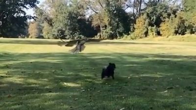 Image for story: Too close for comfort: Hawk swoops toward small dog