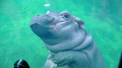 Image for story: Fiona the hippo gets her own Super Bowl commercial