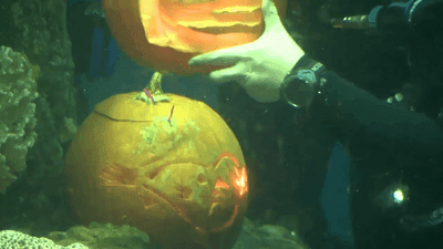 Image for story: South Carolina Aquarium divers deliver underwater pumpkin treat in yearly tradition