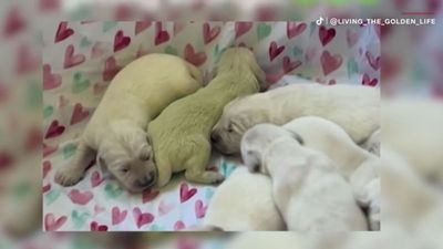 Image for story: Florida's lime light: Shamrock, the green-furred golden retriever goes viral