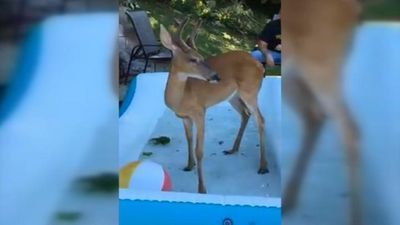 Image for story: West Virginia family interacts with a playful deer 