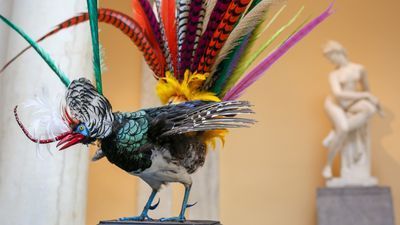 Image for story: The weird and wonderful world of taxidermy comes to Baltimore