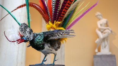 Image for story: The weird and wonderful world of taxidermy comes to Baltimore