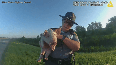 Image for story: VIDEO: Troopers rescue piglet that fell from transport