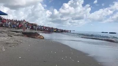 Image for story: Bovenizer the turtle released to the Atlantic Ocean