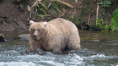 Image for story: Fat Bear Week 2023 concludes: Grazer emerges as the flabbiest of them all