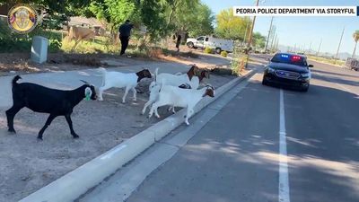 Image for story: Peoria, Arizona police chase down some 4-legged fugitives